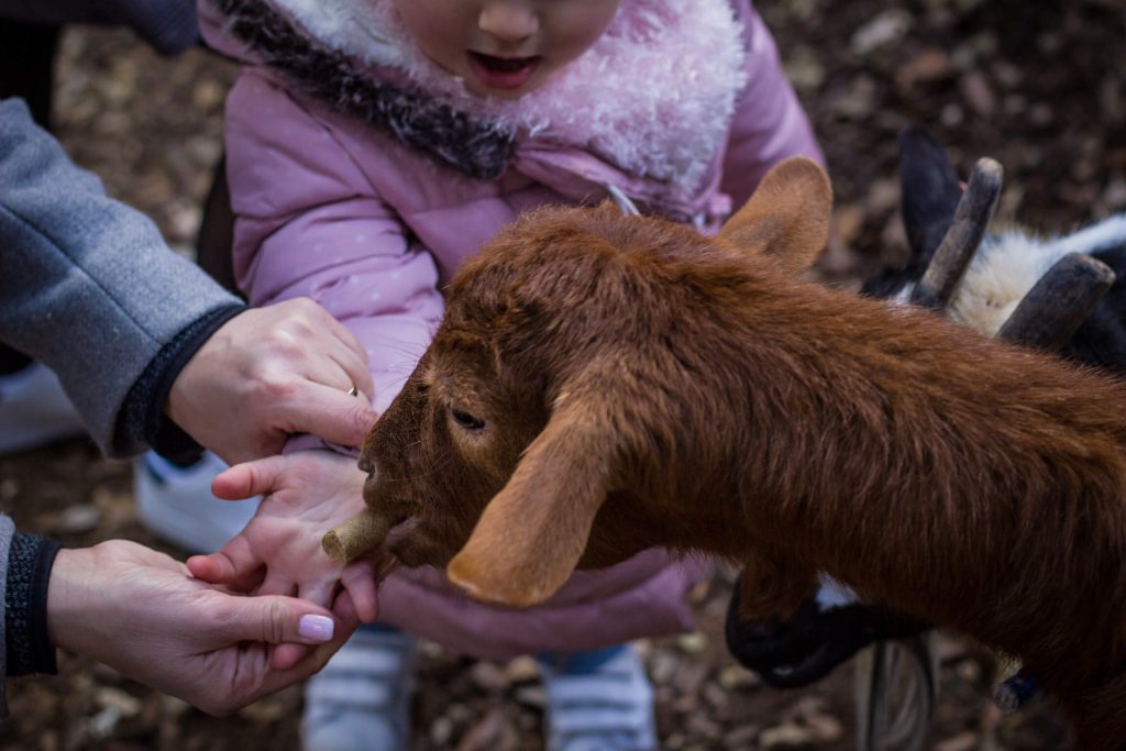 Roro et les enfants donner a manger dans la main emerveillement contact avec les animaux